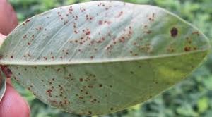 uploads/images/disease/Rust of ground nut.jpg